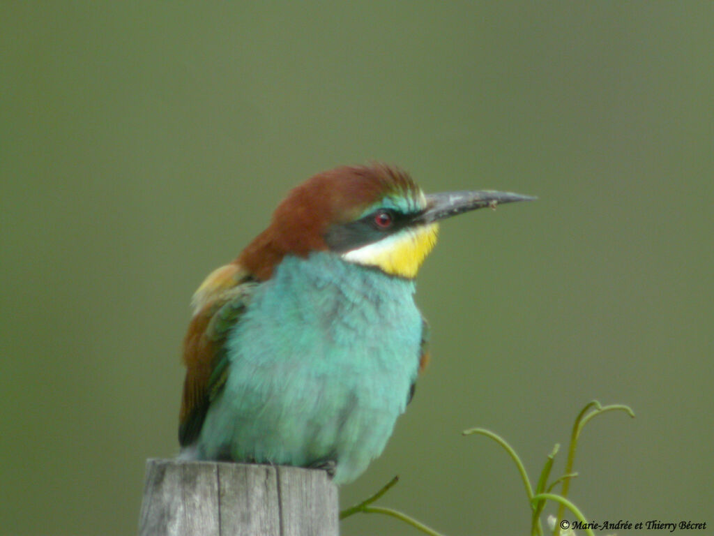 European Bee-eater