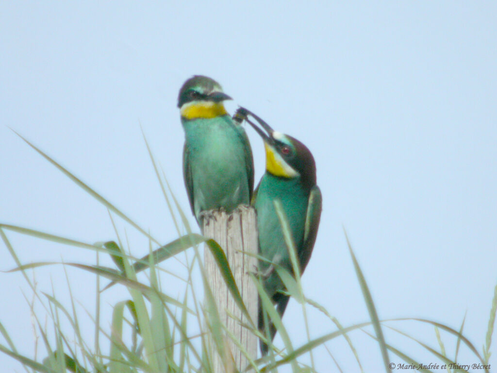 European Bee-eater