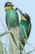 European Bee-eater