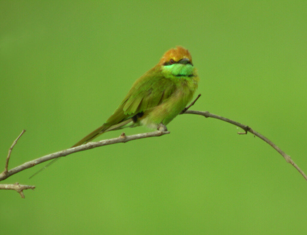 Green Bee-eater