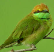 Asian Green Bee-eater