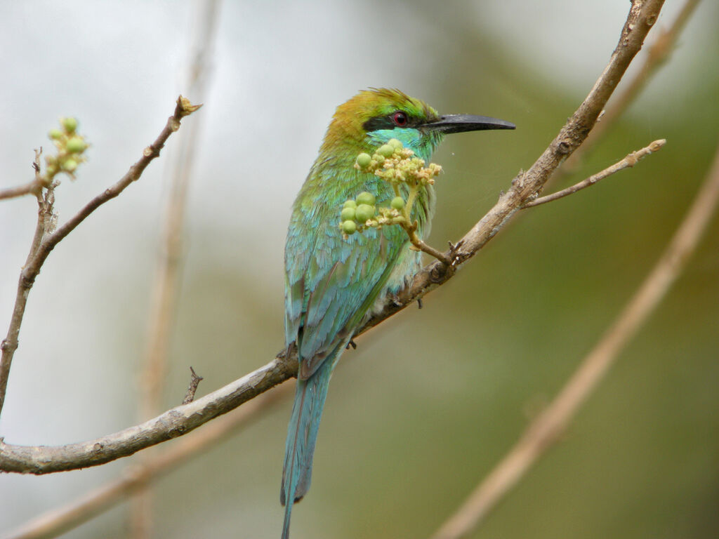 Green Bee-eater