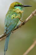 Green Bee-eater