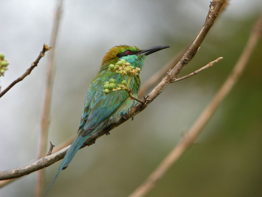 Green Bee-eater