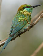 Green Bee-eater