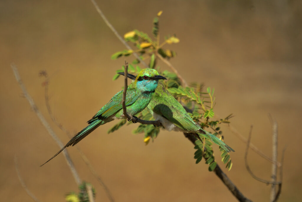 Green Bee-eater