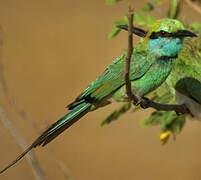 Green Bee-eater