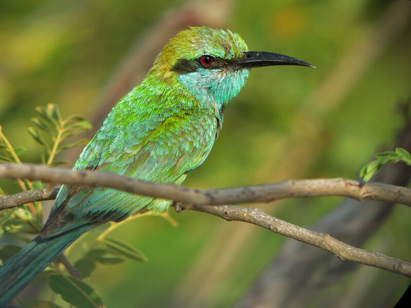 Green Bee-eater