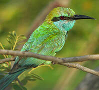 Asian Green Bee-eater