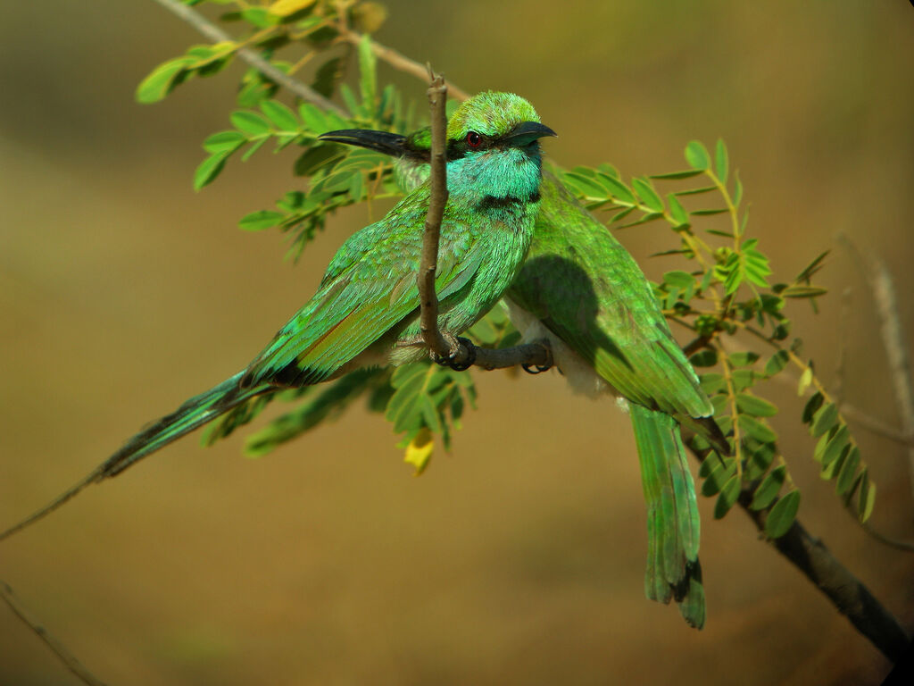 Green Bee-eater