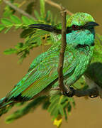 Asian Green Bee-eater