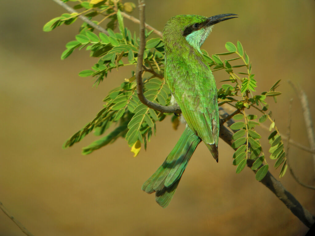 Green Bee-eater