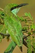 Green Bee-eater