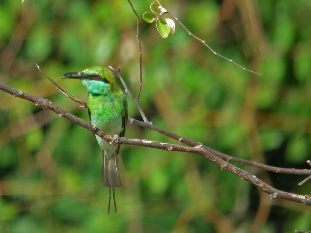 Green Bee-eater