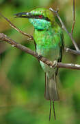 Asian Green Bee-eater