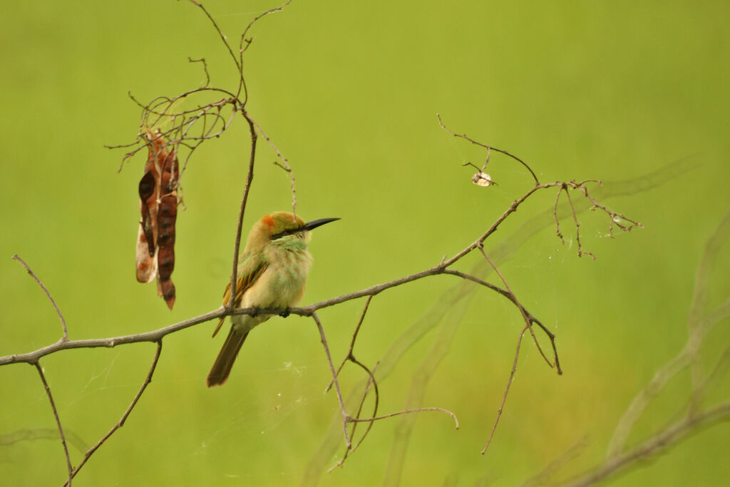 Green Bee-eater