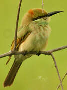 Asian Green Bee-eater