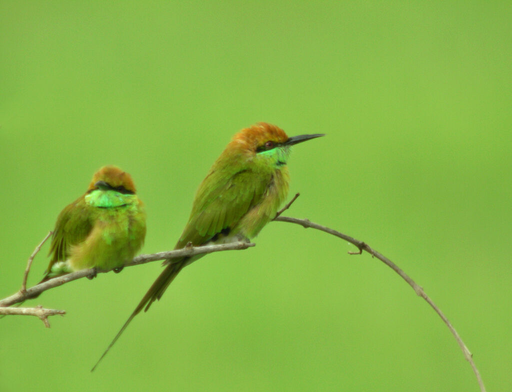 Green Bee-eater