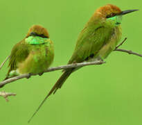 Green Bee-eater