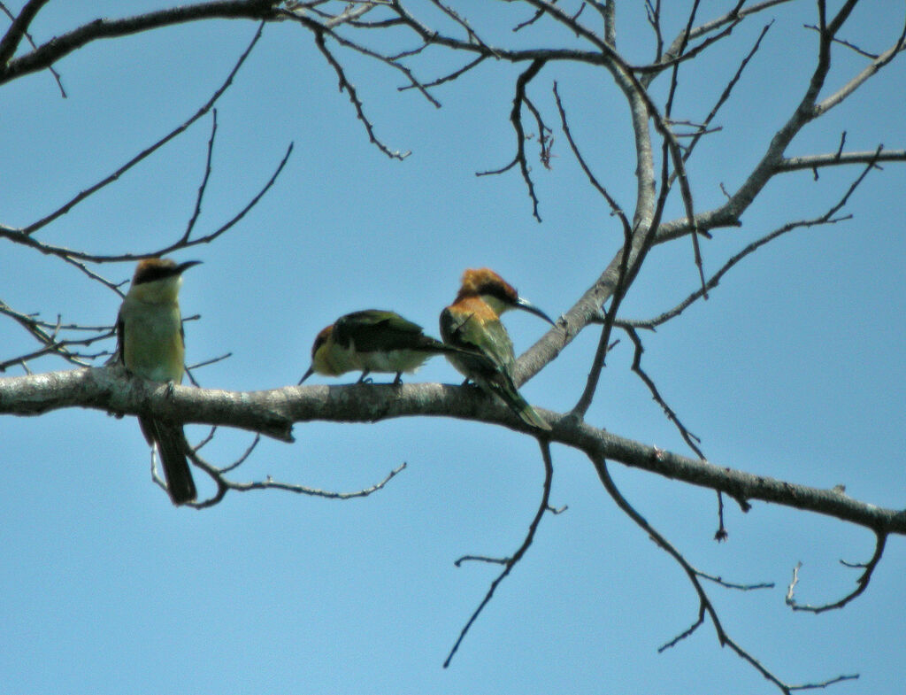 Chestnut-headed Bee-eater