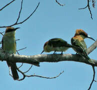 Chestnut-headed Bee-eater