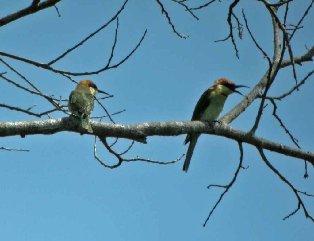 Chestnut-headed Bee-eater