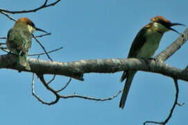 Chestnut-headed Bee-eater