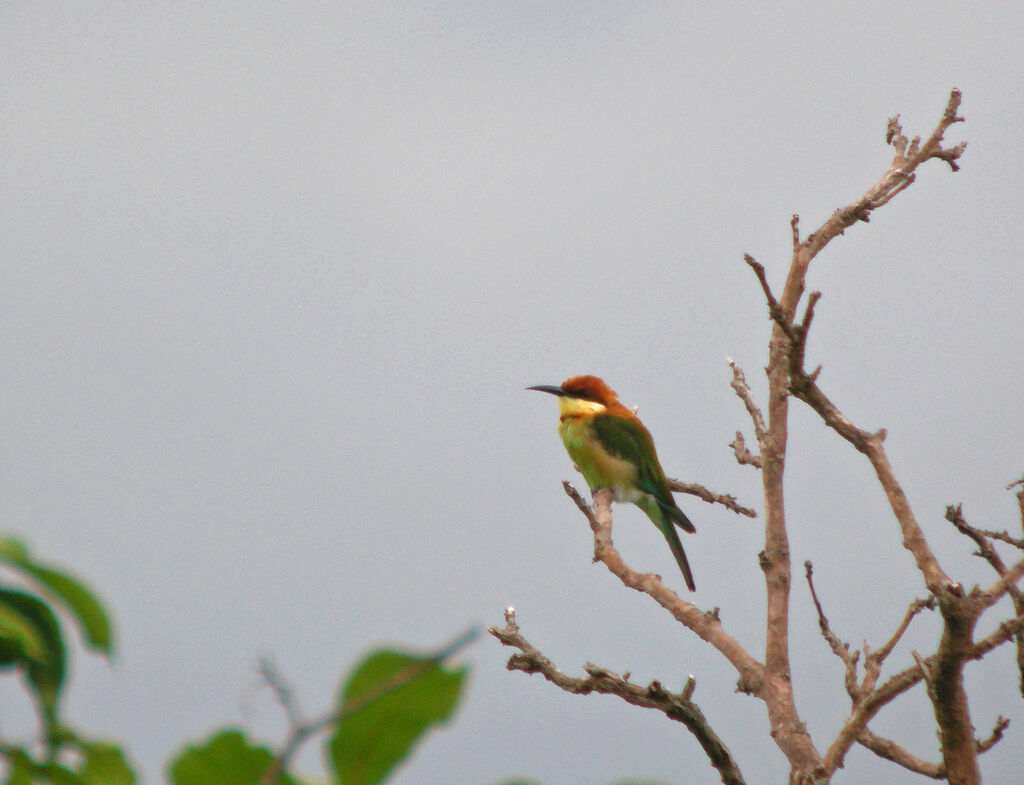 Chestnut-headed Bee-eater