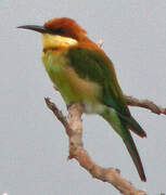 Chestnut-headed Bee-eater