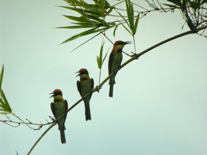 Chestnut-headed Bee-eater