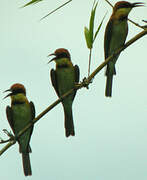 Chestnut-headed Bee-eater