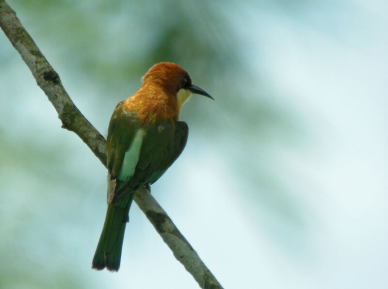 Chestnut-headed Bee-eater