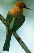 Chestnut-headed Bee-eater