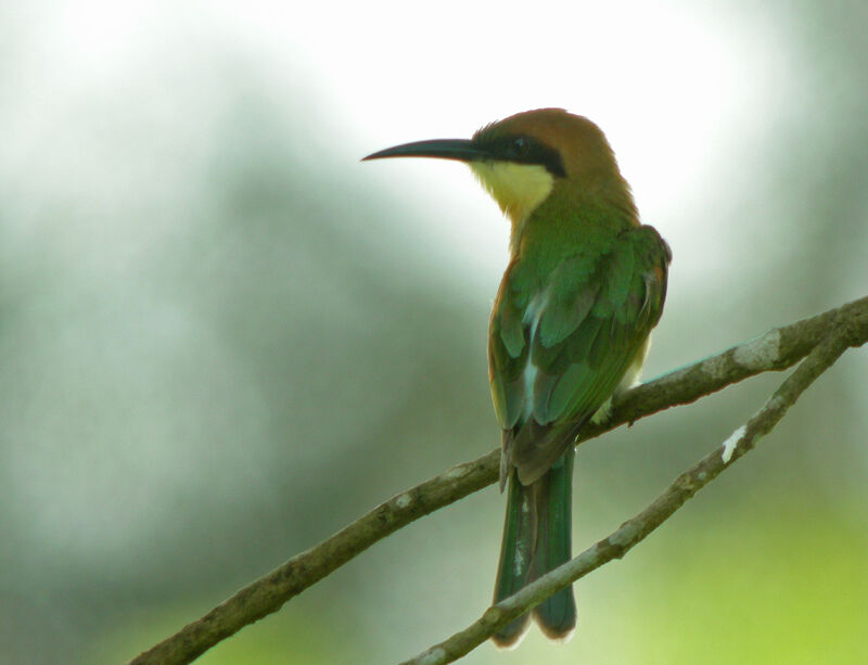 Chestnut-headed Bee-eater