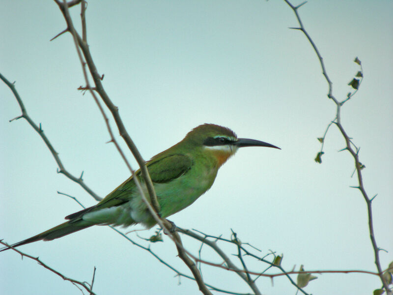 Guêpier de Madagascar