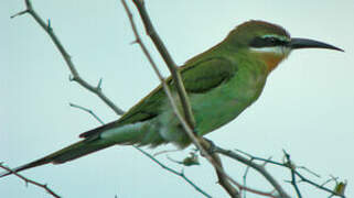 Olive Bee-eater