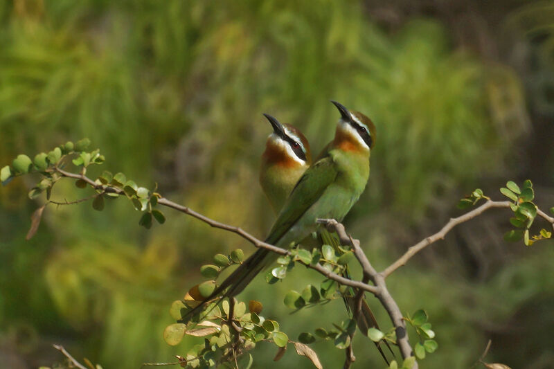 Olive Bee-eater