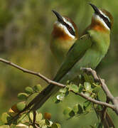 Olive Bee-eater