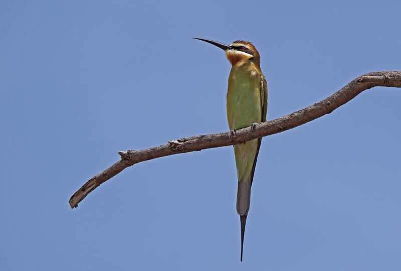 Olive Bee-eater