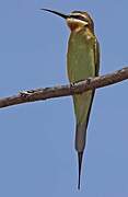 Olive Bee-eater