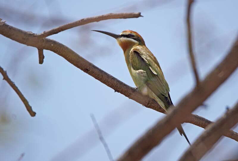 Olive Bee-eater