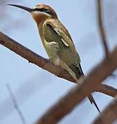 Olive Bee-eater