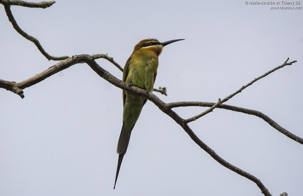 Olive Bee-eater