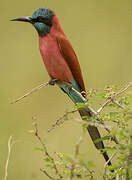 Northern Carmine Bee-eater