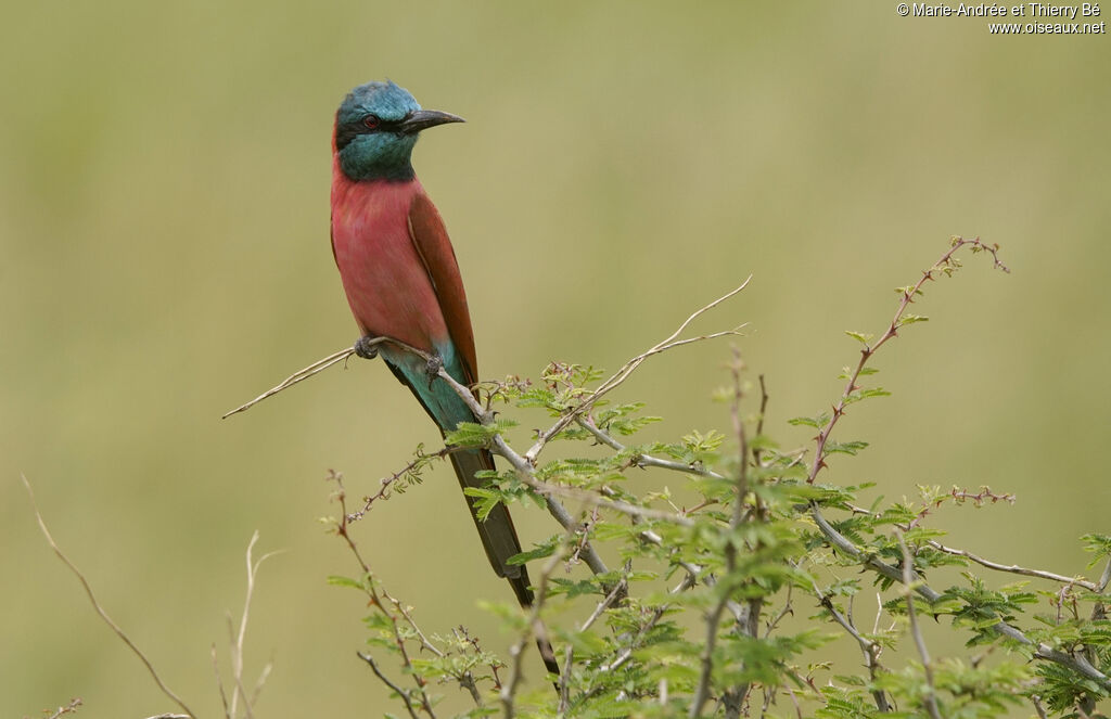 Northern Carmine Bee-eater