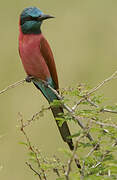 Northern Carmine Bee-eater