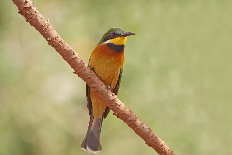 Cinnamon-chested Bee-eater