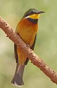 Cinnamon-chested Bee-eater