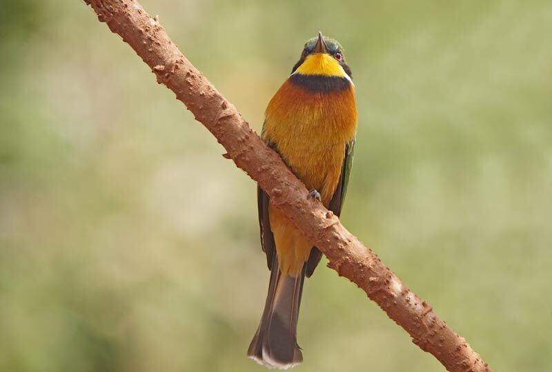 Guêpier montagnard