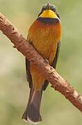 Cinnamon-chested Bee-eater